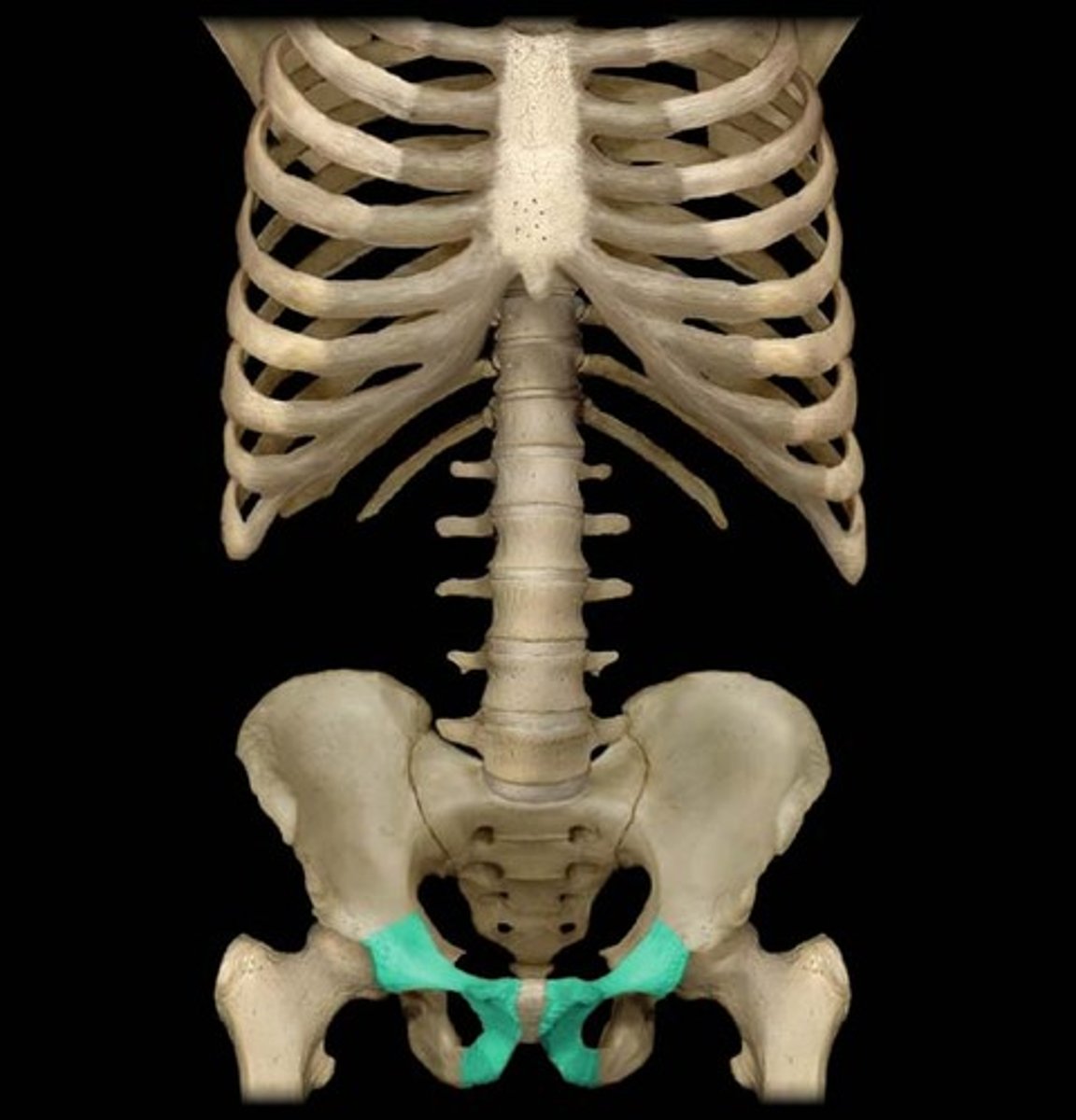 <p>pelvis - lateral</p>