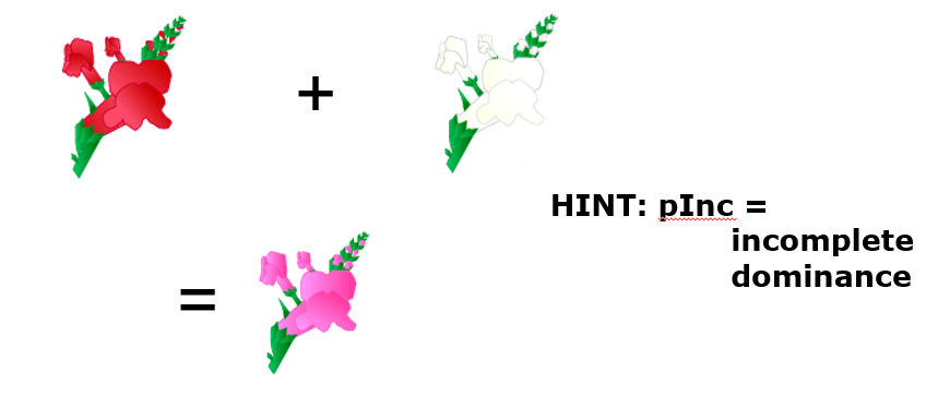 <p>when<strong> 2 alleles</strong> are equally <strong>dominant </strong></p><p>interact to produce a <strong>new phenotype</strong></p><p>NOT simple dominant and recessive</p>