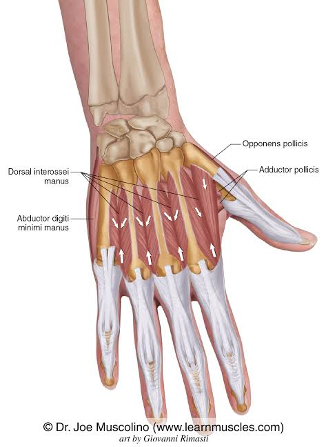 <p>dorsal interossei</p>
