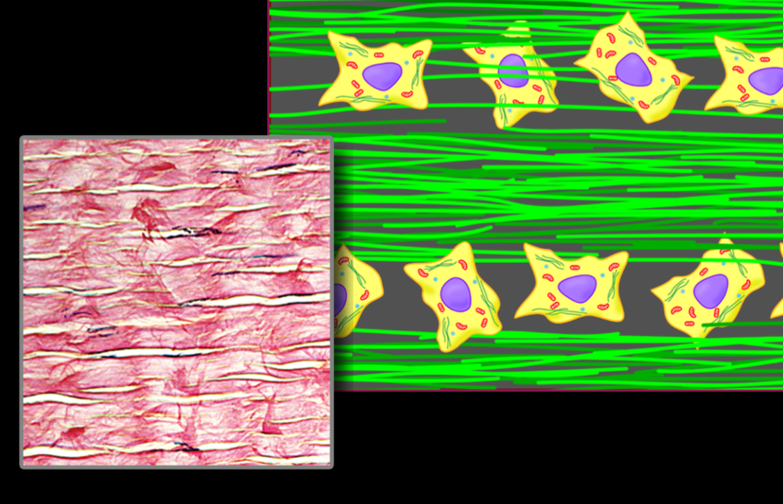 <p>Dense regular connective tissue</p>