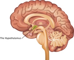 <p>a neural structure lying below (hypo) the thalamus; it directs several maintenance activities (eating, drinking, body temperature), helps govern the endocrine system via the pituitary gland, and is linked to emotion and reward.</p>