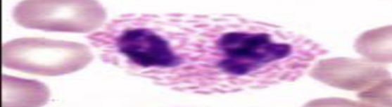 <p>What species does this eosinophil belong to?</p>