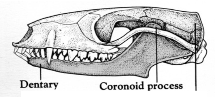 <p>DS jaw joint</p>