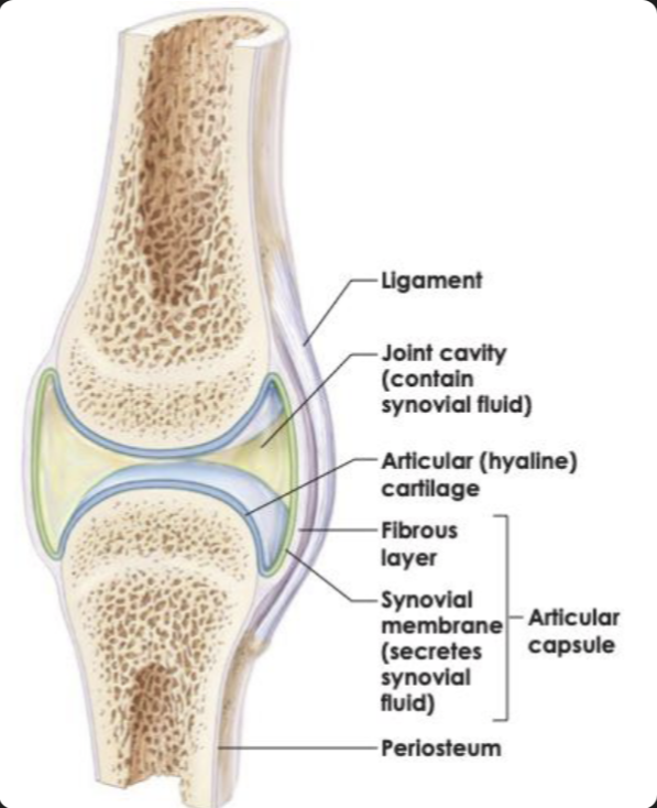<ul><li><p><strong>Articular cartilage</strong> → reduces friction</p></li><li><p><strong>Joint cavity</strong> → allows movement</p></li><li><p><strong>Synovial fluid</strong> → lubrication</p></li><li><p><strong>Joint capsule</strong> → encloses the joint</p></li></ul><p></p>