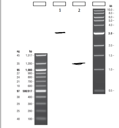 <p><span style="background-color: transparent;"><strong>What is the approximate fragment size of a) Sample 1 &amp; b) Sample 2?&nbsp;</strong></span></p><p><span style="background-color: transparent;"><strong>A) 125bp</strong></span></p><p><span style="background-color: transparent;"><strong>B) 1200bp</strong></span></p><p><span style="background-color: transparent;"><strong>C) 3000bp</strong></span></p><p><span style="background-color: transparent;"><strong>D) Cannot determine, larger than 100bp ladder</strong> </span></p><p><span style="background-color: transparent;">(Lecture #7-8 Questions)</span></p>