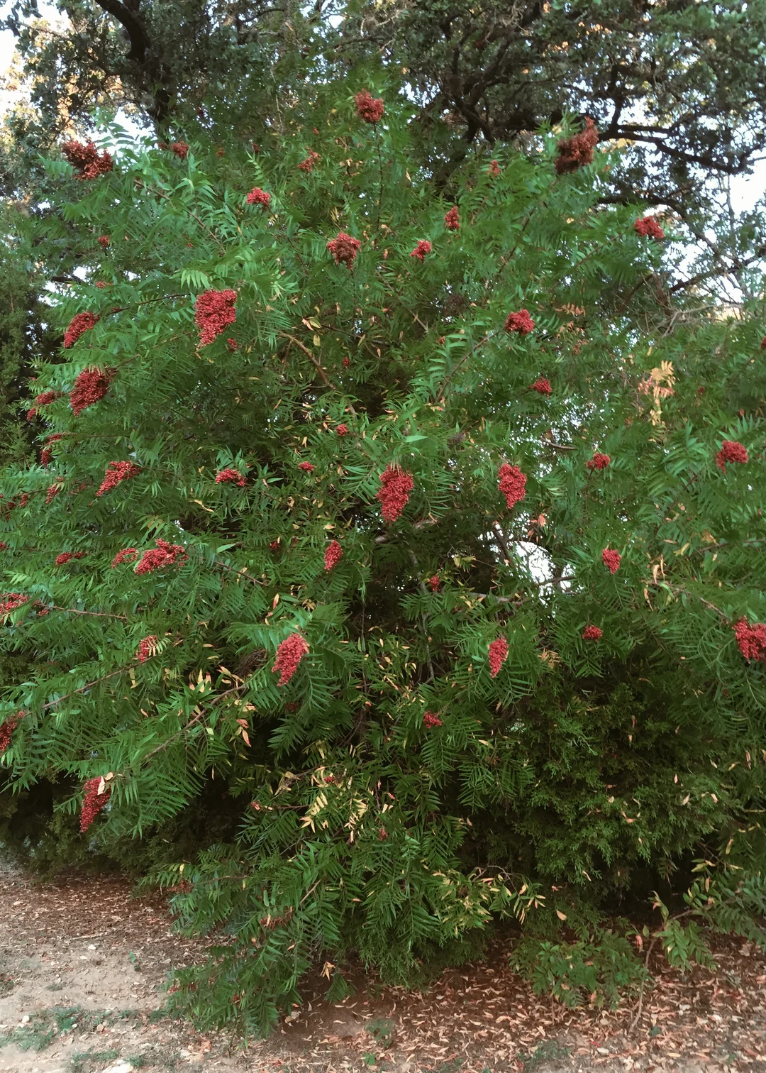 <p>Anacardiaceae, Rhus lanceolata, pinnately compound</p>