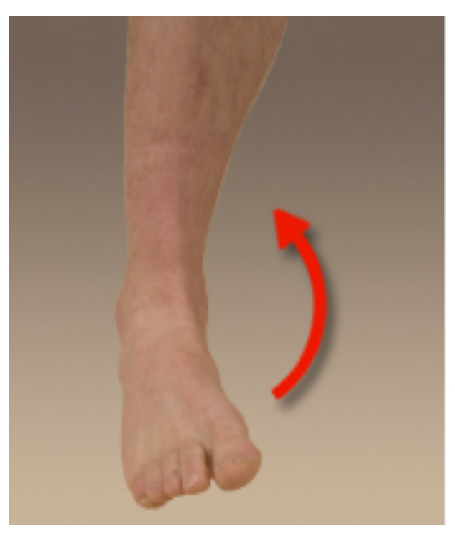 <p>____ of food is to turn the sole of the foot inward.</p>