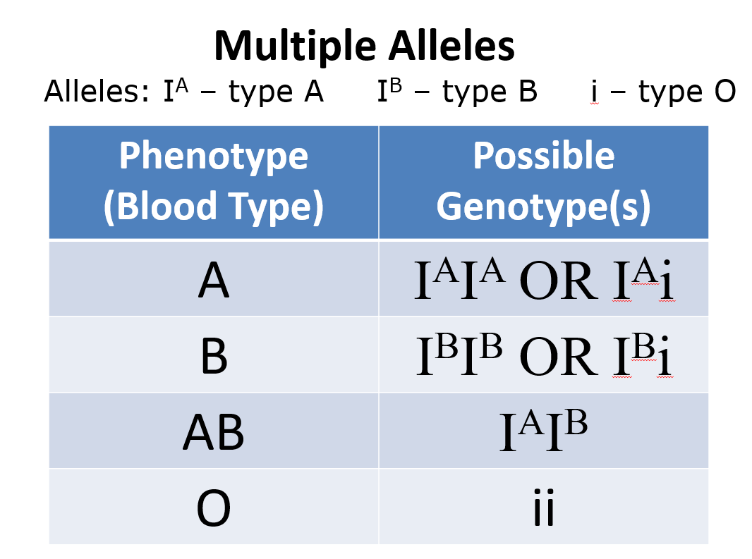 <p>in many organisms, most <strong>genes </strong>have <strong>more </strong>than <strong>2 alleles </strong>(in the population as a whole)</p><p>human blood types follow this pattern: 3 alleles → 4 blood types (phenotype)</p>