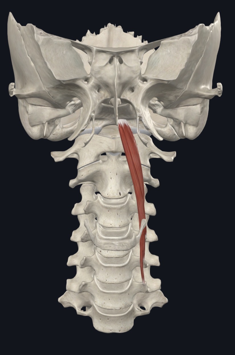 <p>Longus capitis Nerve</p>