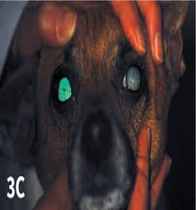 term image