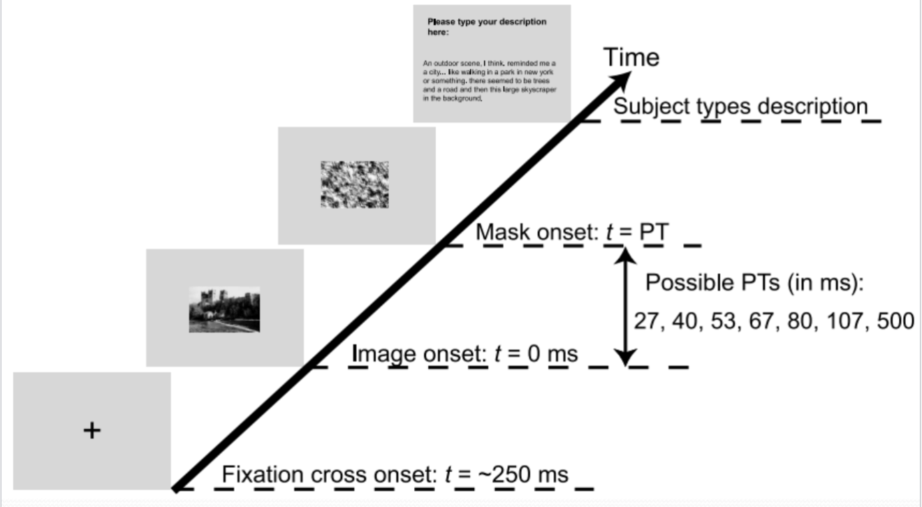 <p>could start perceiving aspects at 27ms </p><ul><li><p>longer time = more detailed + accurate descriptions</p></li><li><p>THEREFORE, although gist extracted very quick - may not be detailed - very accurate perception in 250ms but gist in 27ms</p></li></ul><p></p>