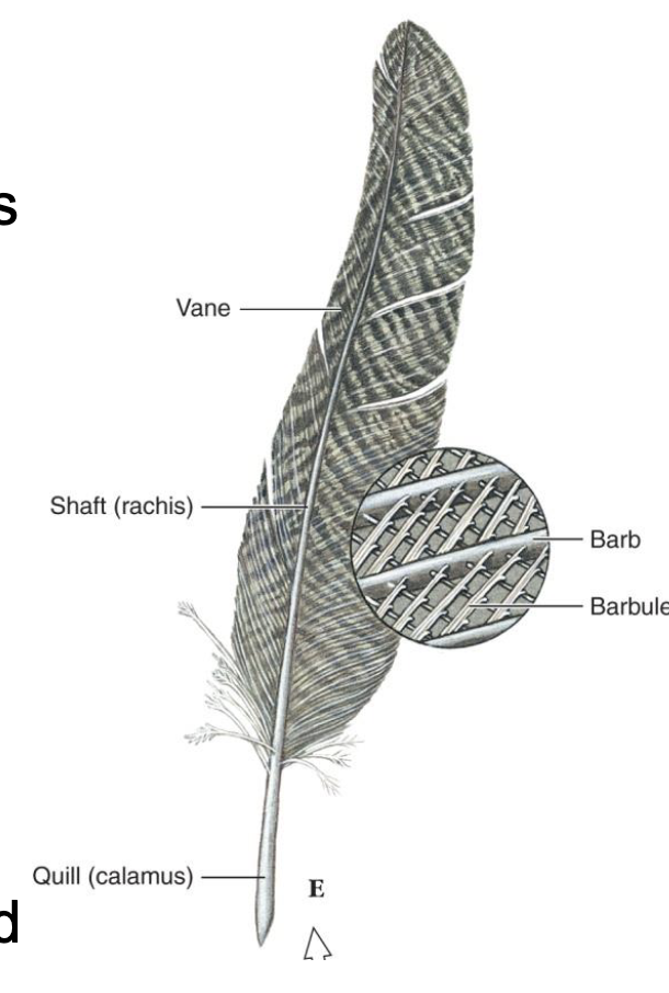 <p>Emerge from rachis(upper shaft): arranged in parallel and spread diagonally outwards</p>
