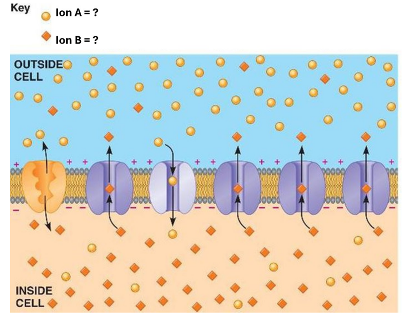 <p>Identify ions A and B</p>