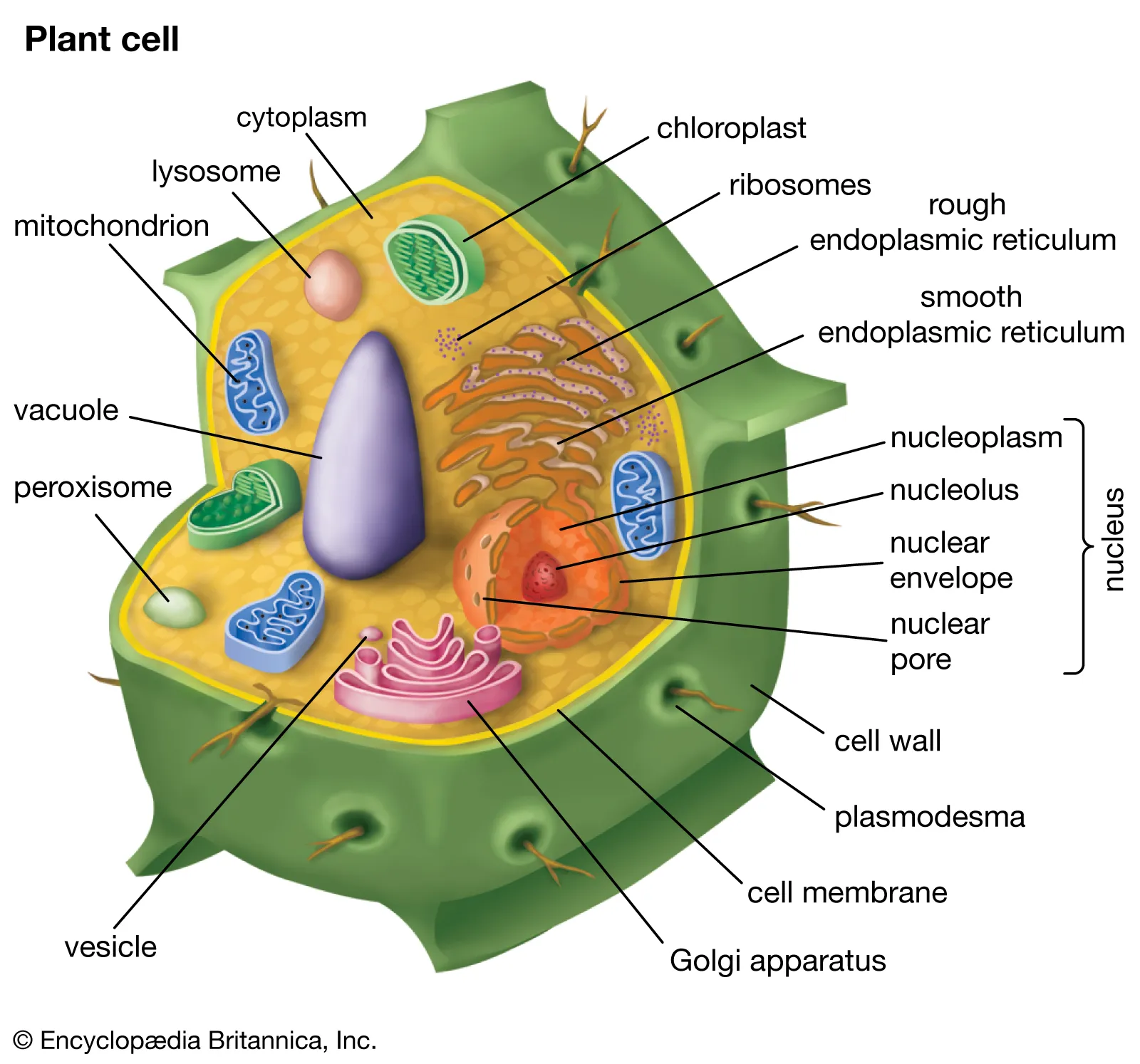 <p>Cell membrane</p>