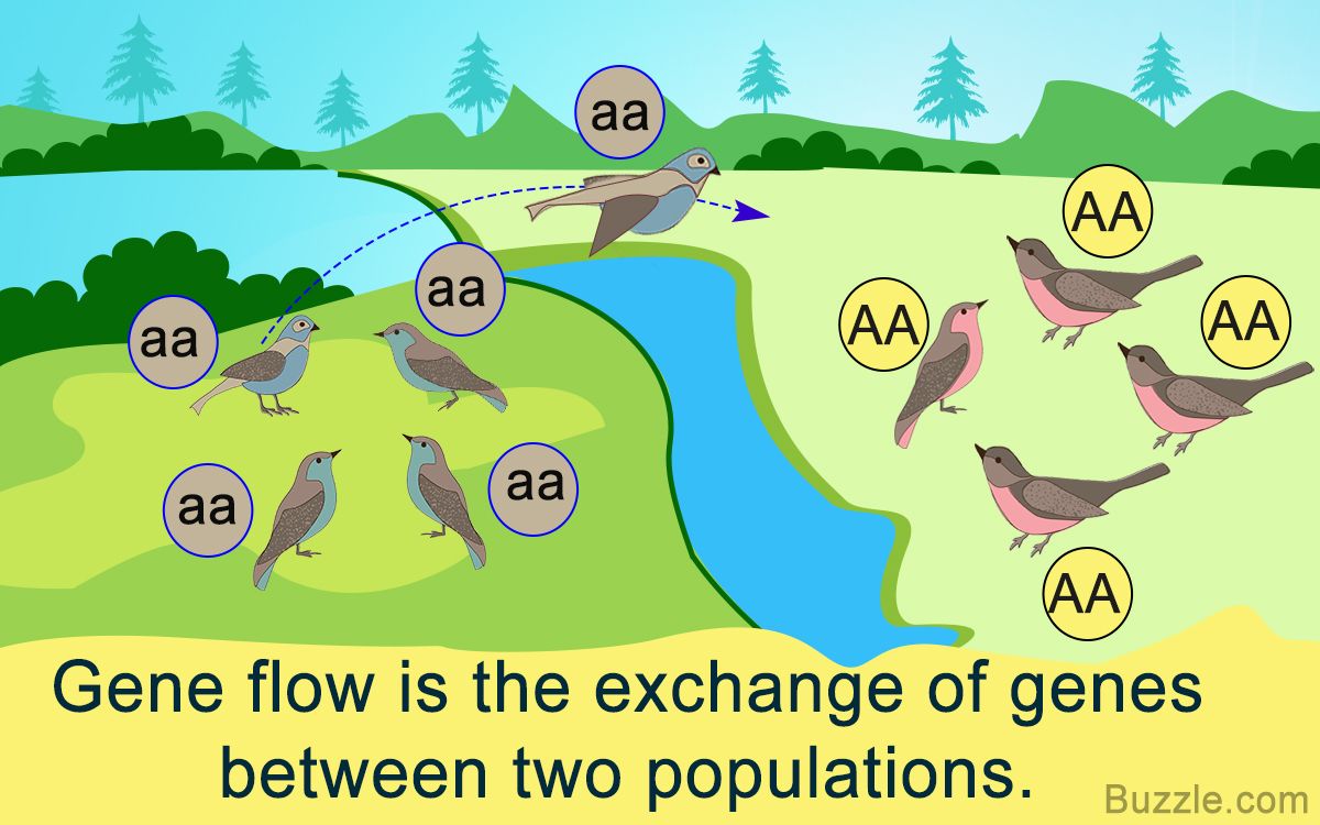 <p>Gene Flow</p>