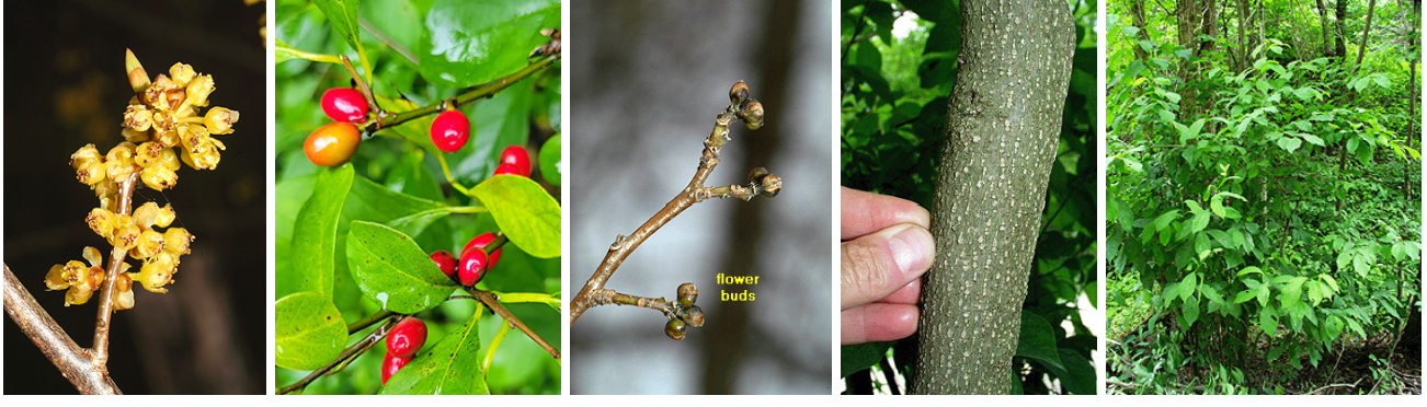 <p>aromatic smell, bright red berries that have peppery taste, numerous pores, yellow flower, very small buds</p>