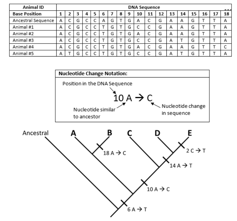 <p><span>Below is a table containing the DNA sequence of a particular gene found in five different species of animals and their common evolutionary ancestor.&nbsp;A second table explains the notation used in building the phylogenetic tree.&nbsp;</span></p><p><span>Using this information, determine the correct placement of </span><strong>Animal #2</strong><span>&nbsp;on the phylogenetic tree provided.</span></p>
