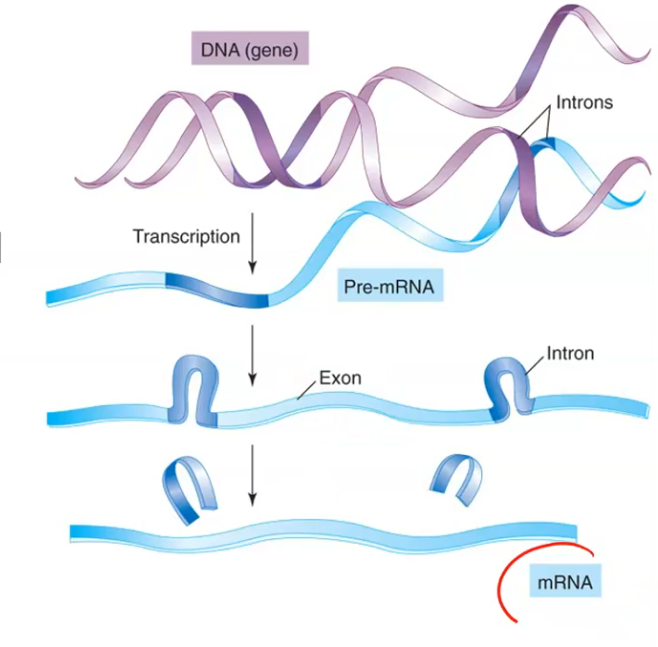 <p>DNA → (transcription, in the nucleus, makes pre-mRNA → splicing removes introns, exons join → mature mRNA) → mRNA exits nucleus → (translation, in the cytoplasm) → Protein.</p>