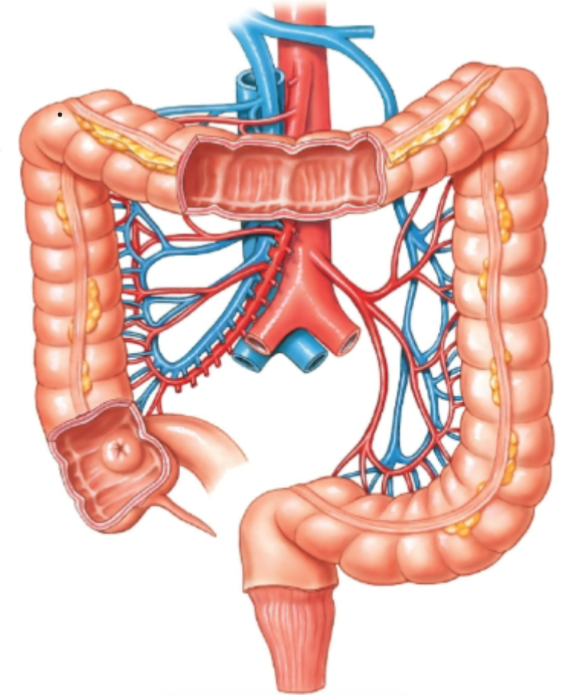 knowt flashcard image