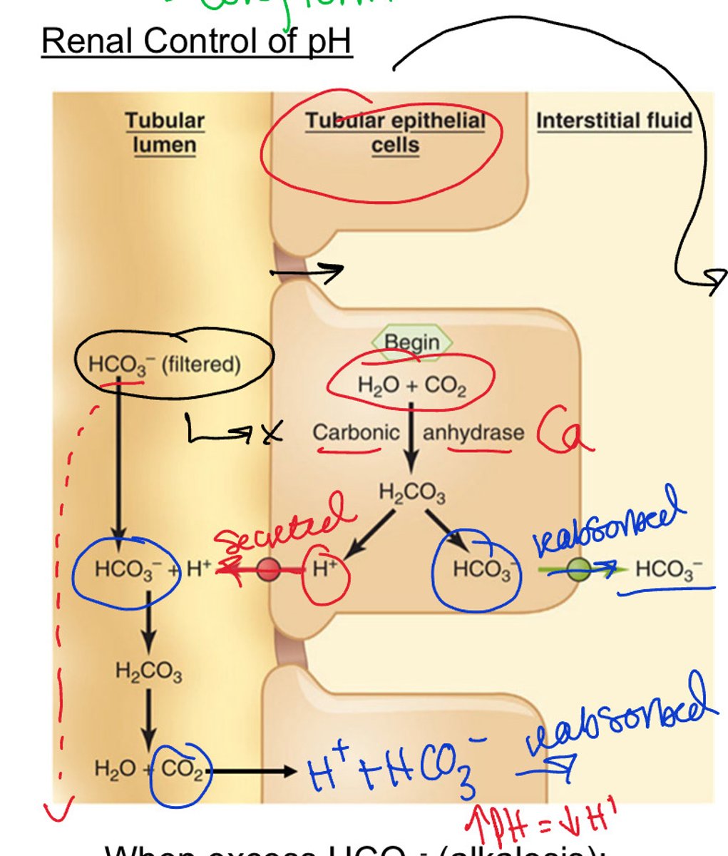 <p>1. H+ secreted into lumen-> reacts with HCO3 via carbonic anhydrase</p><p>H⁺ + HCO₃⁻ → CO₂ + H₂O</p><p>2. Co2 and H2O are formed in the lumen-> diffuse back into renal cell</p><p>3. Co2 and h2o undergo another carbonic anhydrase rxn</p><p>CO₂ + H₂O → H₂CO₃ → H⁺ + HCO₃⁻</p><p>4. HCO3- enters sodium cotransporter and enters back into blood</p>
