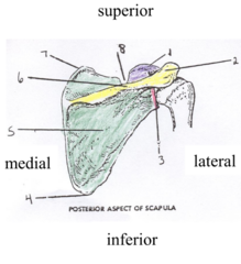 <p>In this posterior scapula, what structure is at 4?</p>