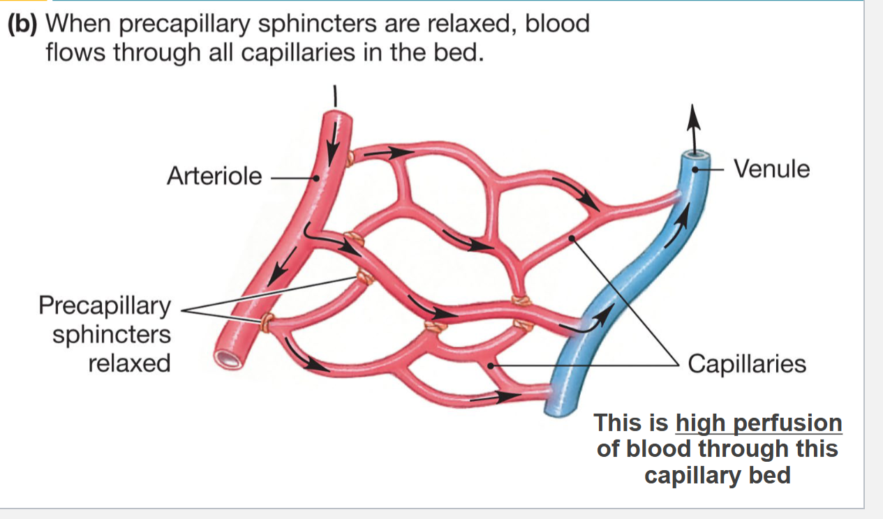 <p>High perfusion of blood through this capillary bed</p>