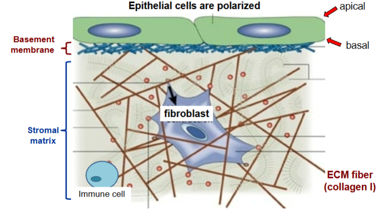 <p>polarized, apical and basal, consist of basement membrane and stromal matrix</p>