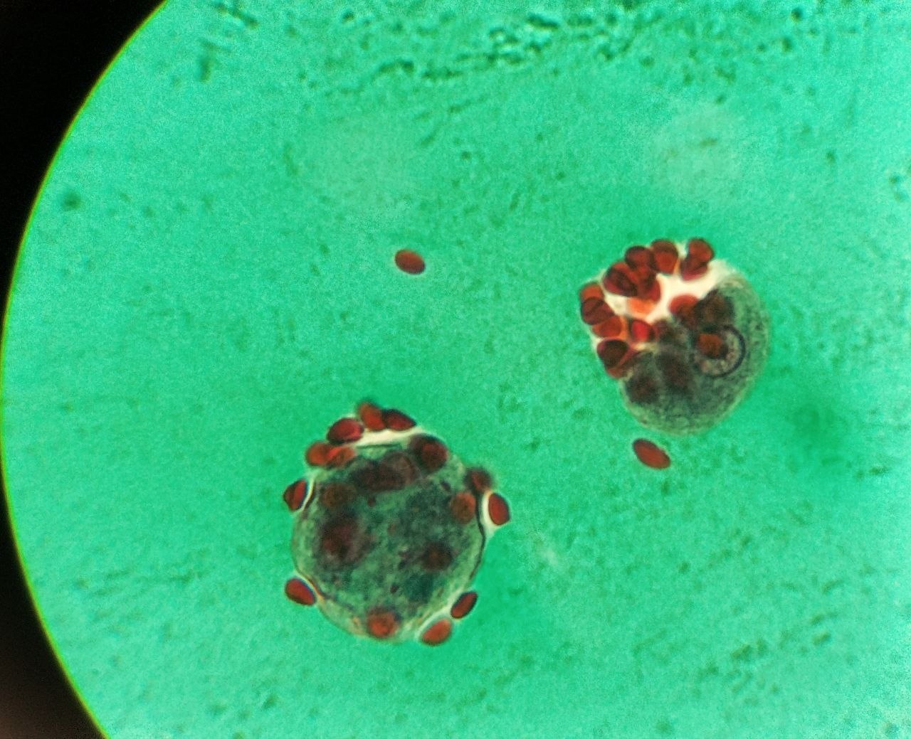 term image