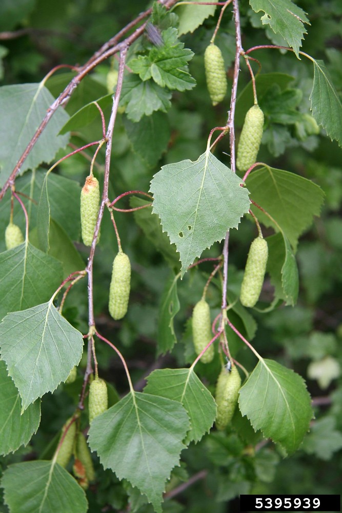 <p>Betula pedula, weeping birch, betulaceae</p>