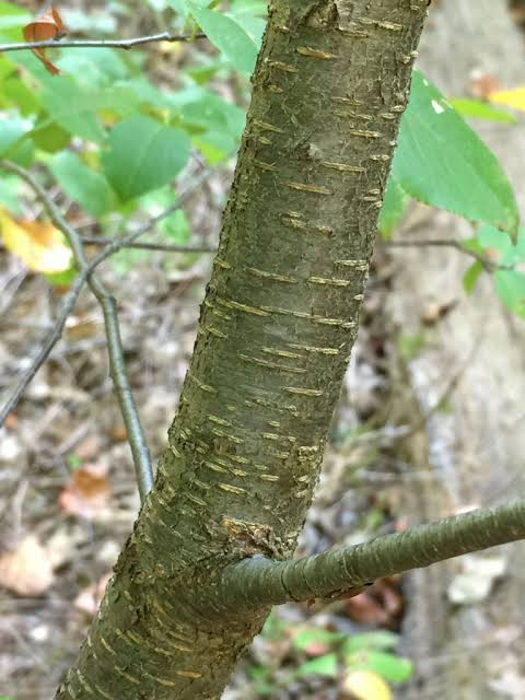<p>what are the dots on the branch?</p>