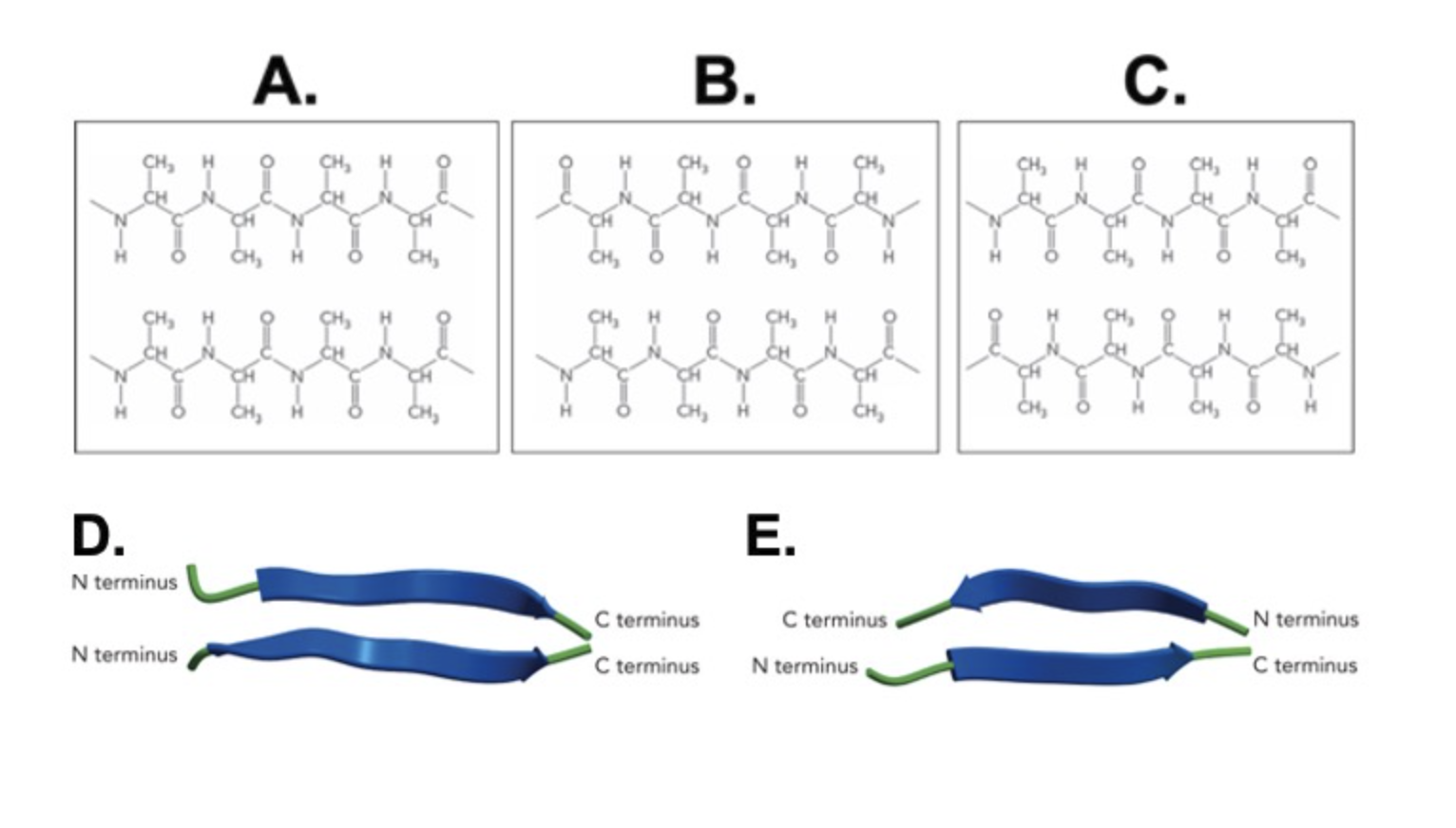 <p>Which diagrams depict antiparallel beta sheets? (select all) </p><p>a) A</p><p>b) B</p><p>c) C</p><p>d) D</p><p>e) E</p>