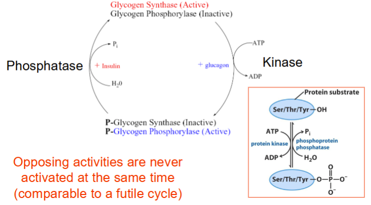 <p>Regulation via phosphorylation/de-phosphorylation</p><ul><li><p>When blood sugar high: Insulin activates phosphatase (removes phosphate groups). This turns on synthase (builds glycogen for storage) and turns off phosphorylase (breaks down glycogen for energy). Energy is stored.</p></li><li><p>When energy needed: Glucagon activates kinase (adds phosphate groups). This turns off synthase and turns on phosphorylase. Energy is released into the blood.</p></li></ul><p></p>
