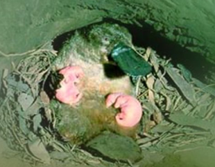 <p>This is the reproductive system of class Mammalia, specifically group ________. Platypus are oviparous <strong>OR </strong>viviparous.</p>