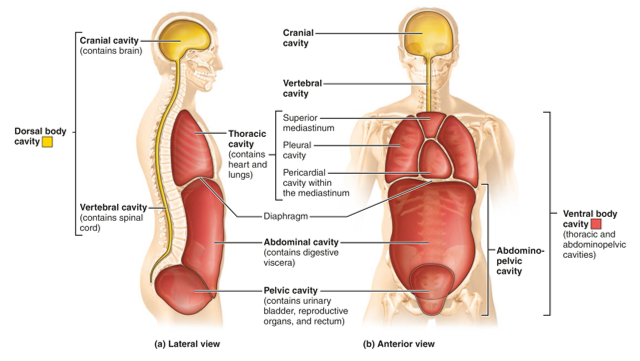 <p>ventral body cavity contains 2 sub- divisions</p>
