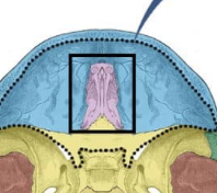 <p>a sieve-like, horizontal bony structure belonging to the ethmoid bone that forms the roof of the nasal cavity</p>