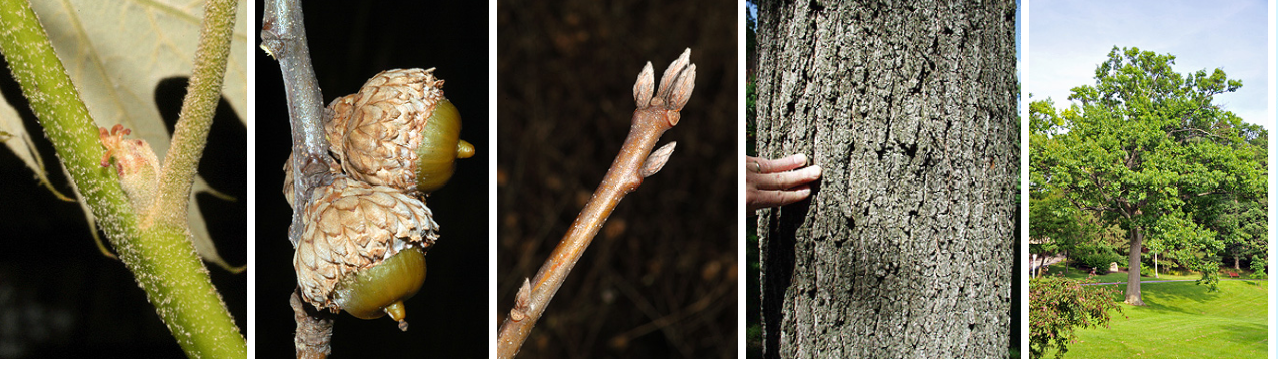<p>4 sided lateral buds, terminal bud clusters, acorns with scaly thatch patterns, dark ashy bark, yellow-orange inner bark with distinct taste</p>