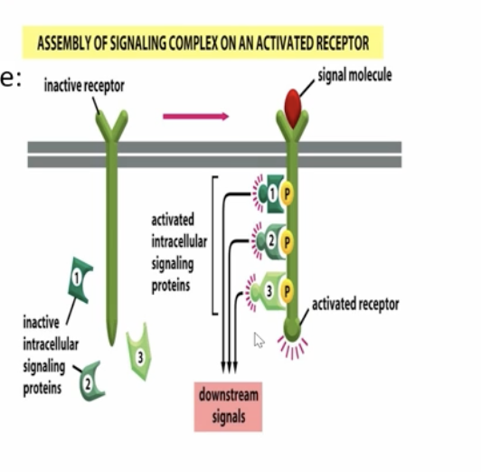 <p>the cytoplasmic portion of the receptor serves as bidning sites for the intracellular signaling proteins </p>