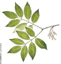 term image