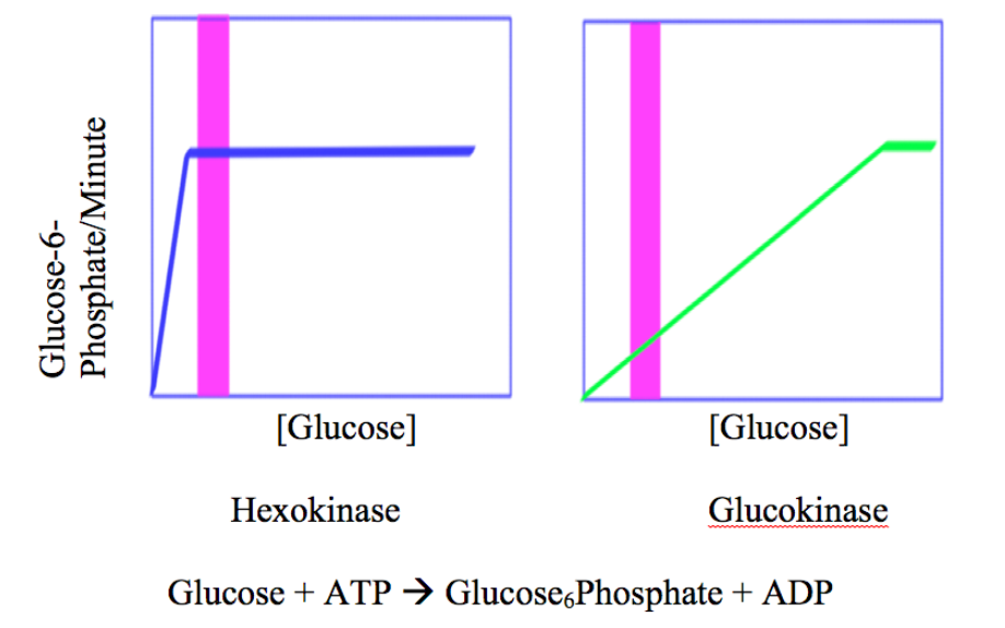 <p>Hexokinase vs Glucokinase </p>