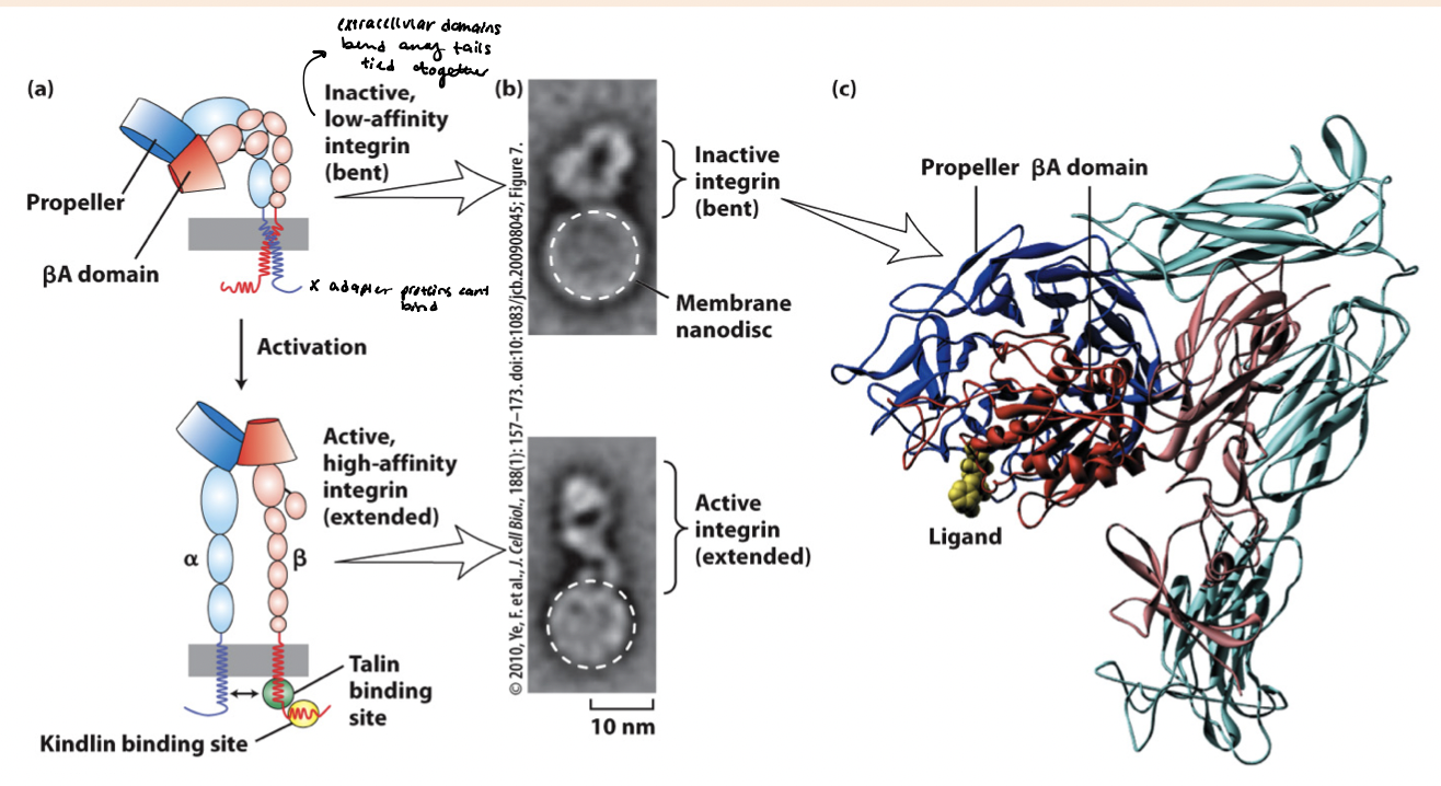 <p><span style="color: rgb(255, 125, 125);"><strong><em><u>inactive state</u></em></strong></span> → the BA propeller domains are bent (permitting low affinity ligand binding) and cytoplasmic tails are closely intertwined </p><p><span style="color: rgb(94, 227, 104);"><strong><em><u>active state</u></em></strong></span> → separation of heterodimers transmembrane and cytoplasmic domains, revealing binding sites for adapter proteins </p>