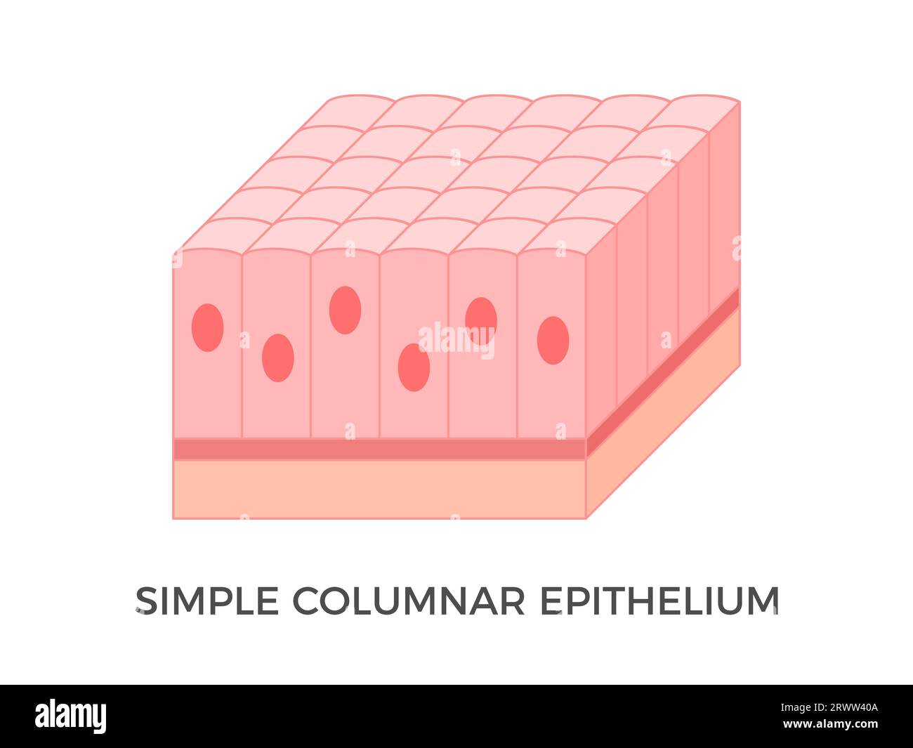 <p>Single layer of tall, closely packed cells</p><p>Absorption and secretion of mucus, enzymes, and other substance </p>