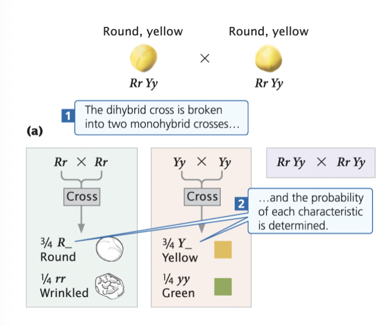 <p>A branch diagram can help breakdown probability of genotypes and phenotypes for a dihybrid cross</p><p>With independent assortment, the probabilities follow from two monohybrid crosses</p>