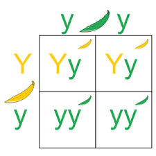 <p>In a heterozygous individual, the allele which is expressed and determines the phenotype</p>