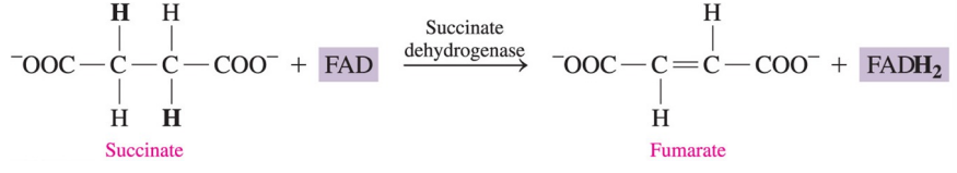 <p>in reactions that convert a carbon–carbon single bond to a carbon–carbon double bond (C=C)</p>