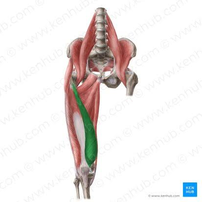 <p>What is the muscle highlighted in green</p>