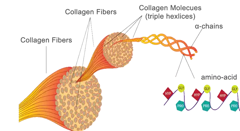 <p>Fibrous, non-conjugated. Three left-handed helices twisted into a right-handed triple helix; repeating Gly-X-Y (every 3rd amino acid is glycine); H bonds between chains.</p>