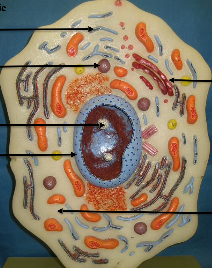 <p>Name that animal cell structure </p>