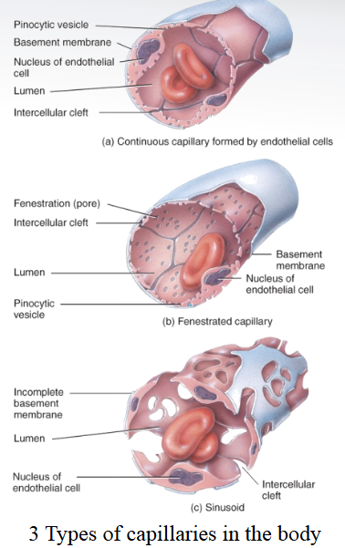 <p> 1 basic layer or “tunic” which comprises the vessel wall:</p><p>• Tunica interna (intima): epithelial tissue and basement membrane</p><p> Capillaries :</p><p>• only sites in the entire vasculature where gases, water and other nutrients are exchanged.</p><p> Metarteriole :</p><p>• Branch from arteriole to venule</p><p>• Precapillary sphincter controls flow to capillary bed</p><p>Three types of capillaries:</p><p> Continuous capillaries:</p><p>• most common</p><p>• continuous tube with</p><p>• small intercellular clefts.</p><p> Fenestrated capillaries (fenestra = windows):</p><p>• kidneys, villi of small intestines, and endocrine glands</p><p>• Pores through endothelial cells</p><p> Sinusoids: liver, spleen</p><p>• Large pores through which blood can percolate</p>