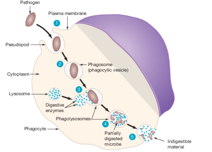 <p>Phagocytosis</p>
