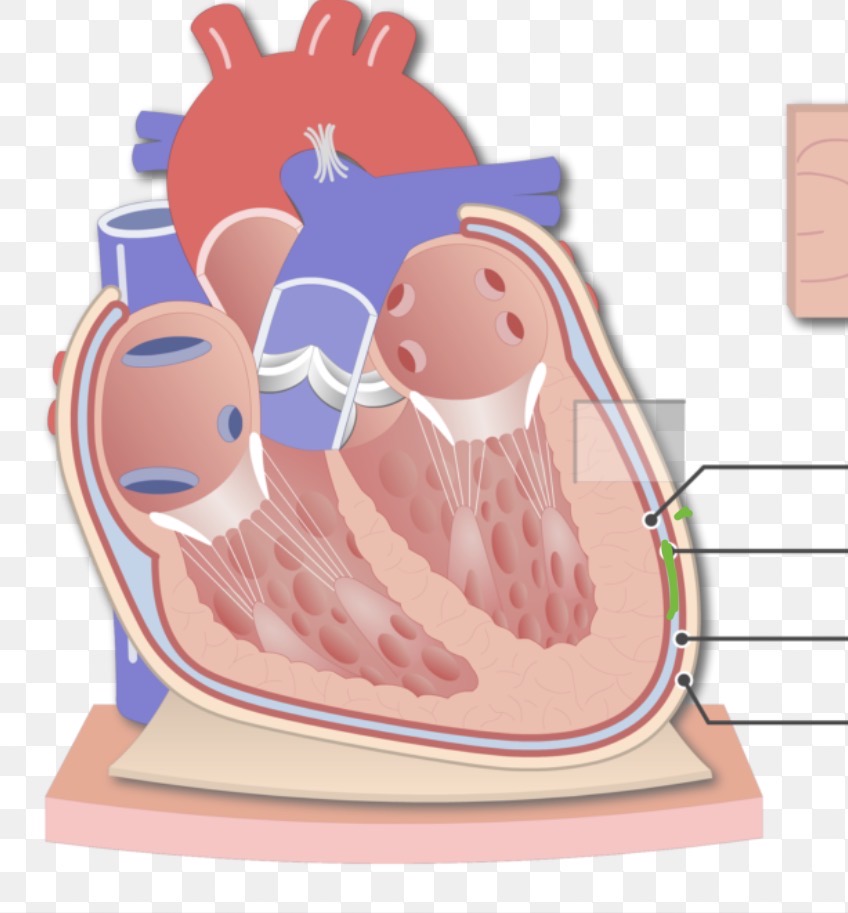 <p><span><span>space between the parietal and visceral layers of the serous pericardium that contains lubricating fluid to reduce friction as the heart beats.</span></span></p>